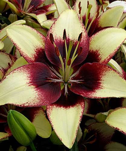 Лейка 6,5л с рассеивателем