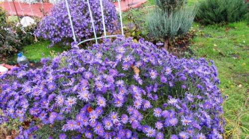 Астра Бордюр алый