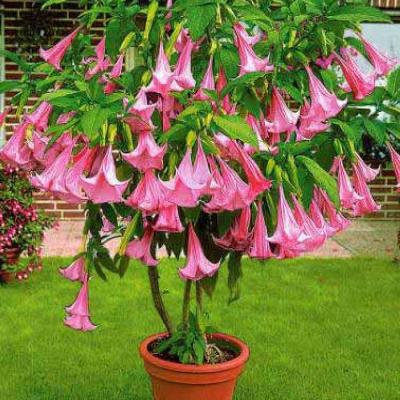 Бумага Туалетная VEIRO Домашняя 2-х сл. (6шт)