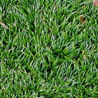 Газон Коротышка 0,5кг