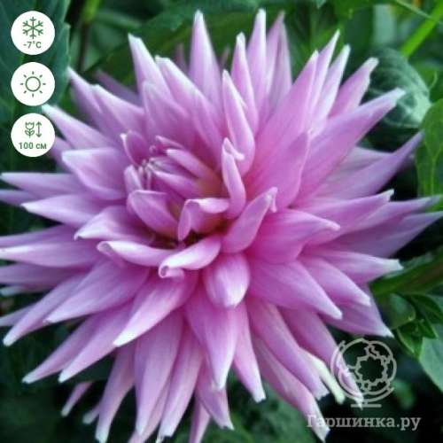 Георгина Вортон Блу Стрик кактусовая 2279