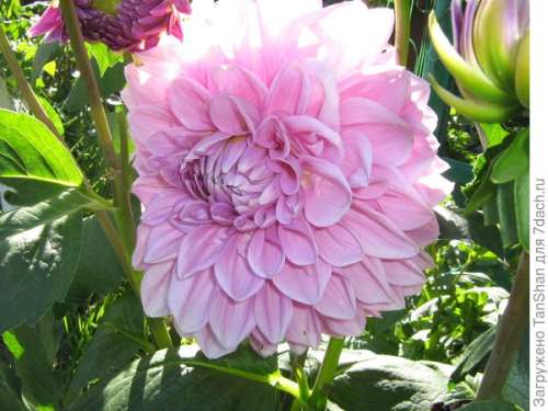 Георгина Лавендер Перфекшн ВС