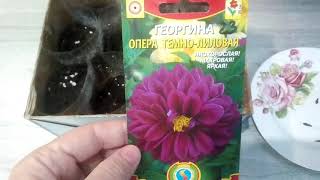 Георгина Опера фиолетовая 0,1гр