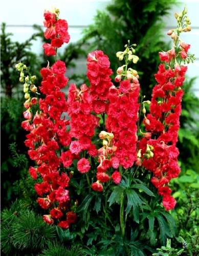 Дельфиниум Лазурные просторы 0,25г