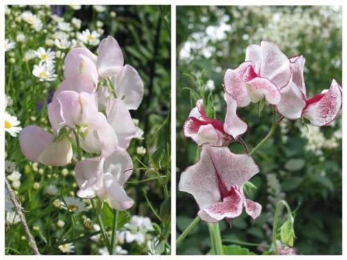 Душистый горошек Птичка Певчая, серия Лавандовые грезы