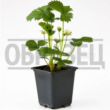 Земляника Душистое лукошко 0,04г