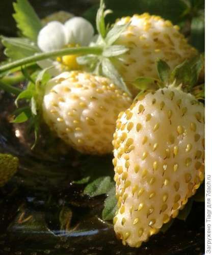 Земляника Желтое чудо