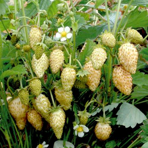 Земляника Золотинка