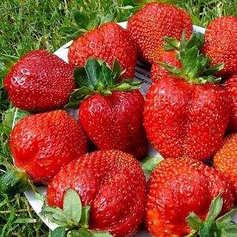 Земляника Королева Елизавета
