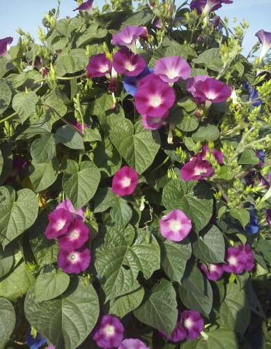 Ипомея Вишневая шаль 0,5гр