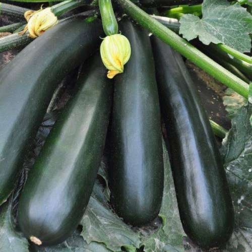 Кабачок Черный красавец 