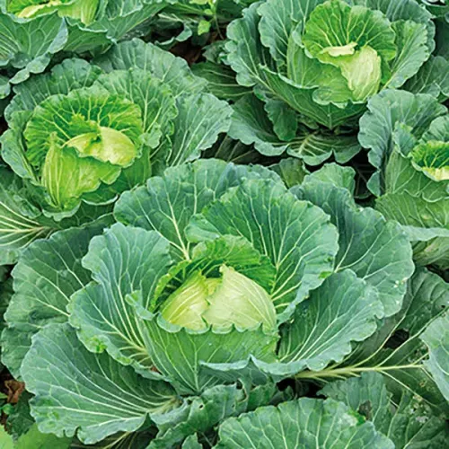 Капуста б/к Беладонна 