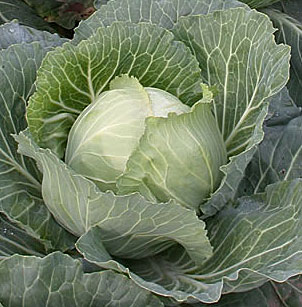 Капуста б/к Зимовка 0,5-1гр