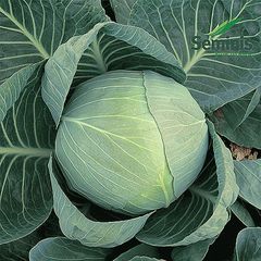 Капуста б/к Коля F1