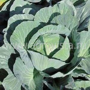 Капуста б/к Королева Засолки F1 0,1гр