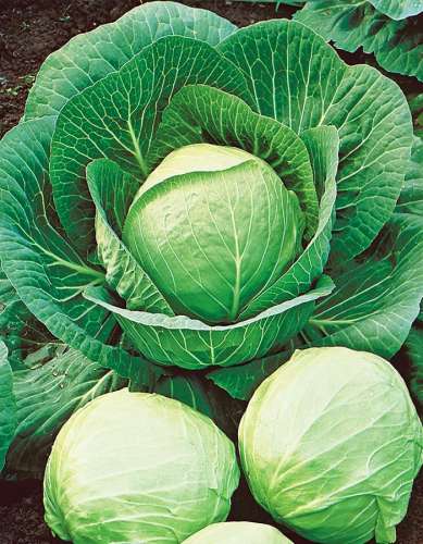 Капуста б/к Русский размер 50шт. 