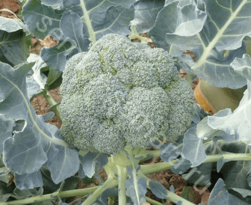Капуста брокколи Мачо F1 