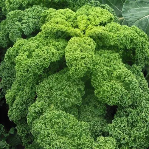 Капуста листовая Зеленое кружево 0,1гр