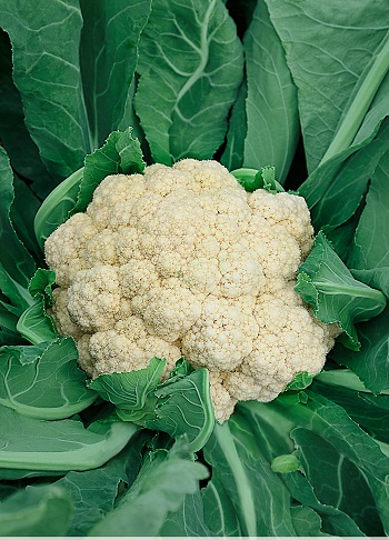 Капуста цветная Мовир 0,3гр