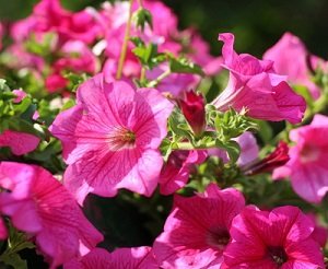 Кашпо подвесное Глория с поддоном 4,2л лаванда