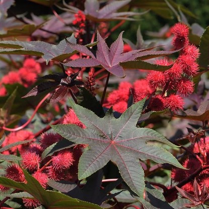 Клещевина Импала бронзовая