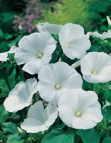 Лаватера Монт Бланк 0,5гр