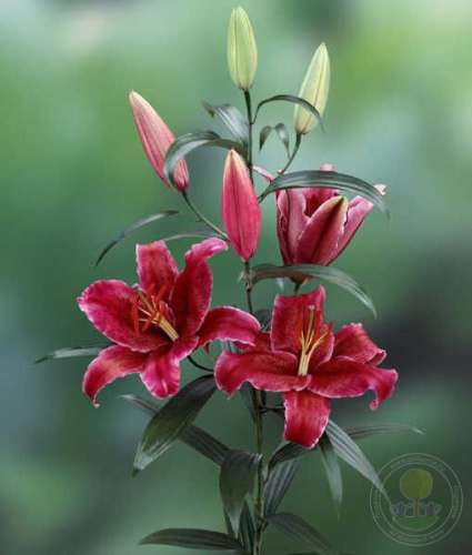 Лилия Корвара