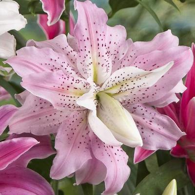 Лилия Тайни Шэдоу (1шт)