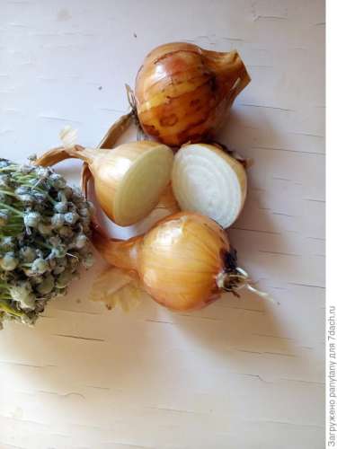 Лук порей Осенний гигант 1гр