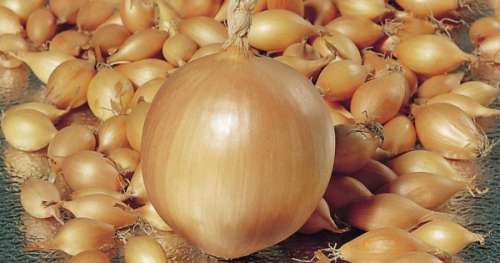 Лук-севок Кармен 21/24 (кг)