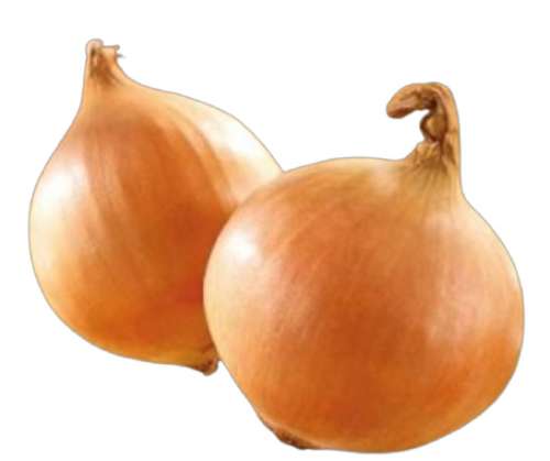 Лук-севок Стурон 2 группа