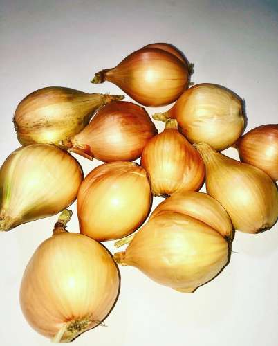 Лук-севок Семейный Желтый