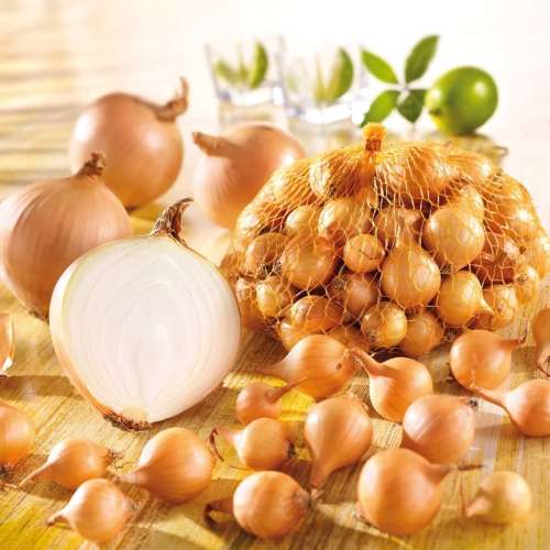 Лук-севок Штуттгартер Стенфилд (кг)