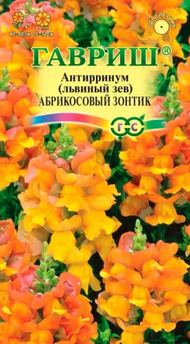 Львиный зев Абрикосовый зонтик