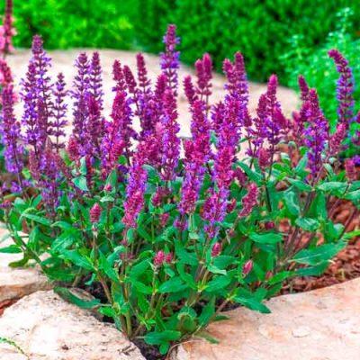 Мелисса Холодок лекарственная 0,1гр