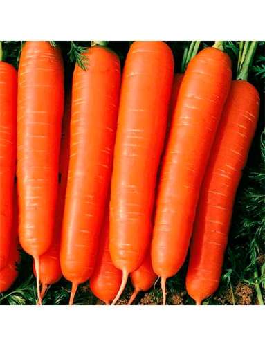 Морковь Медовая 2гр