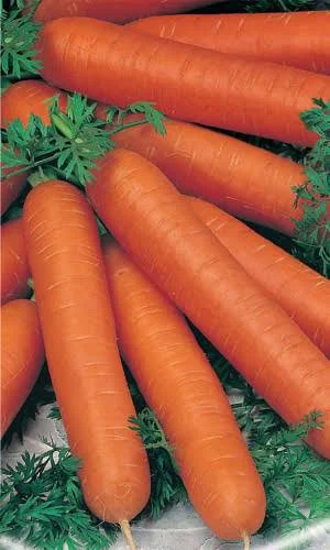 Морковь Наполи 100шт