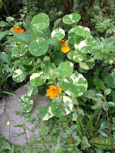 Настурция Большая Йети 1гр