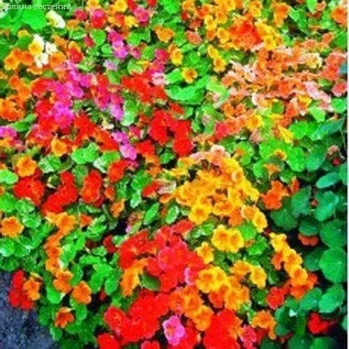 Настурция Длинноплетистая смесь