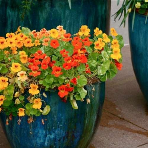 Настурция Большая Крем-карамель 1гр