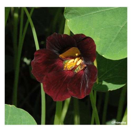 Нашатырный спирт 0,5л Эконом у0019