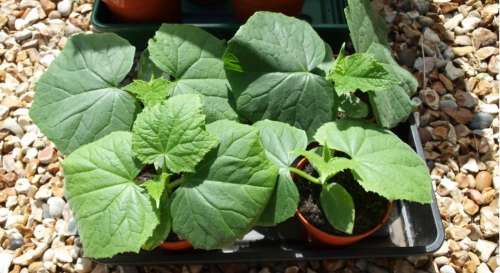 Огурец Родничок F1 0,3гр