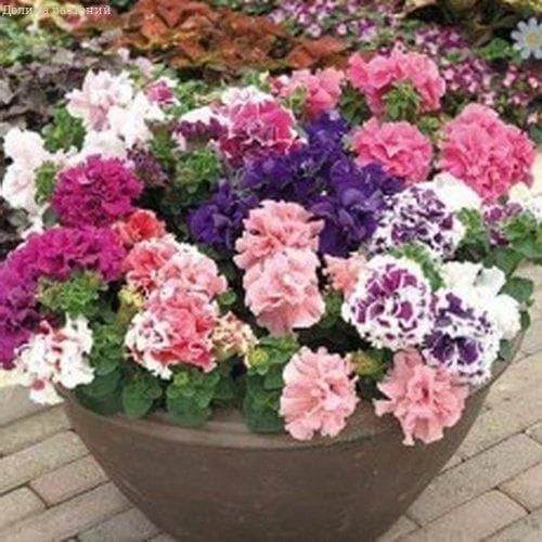 Петуния Волшебный горшочек белая