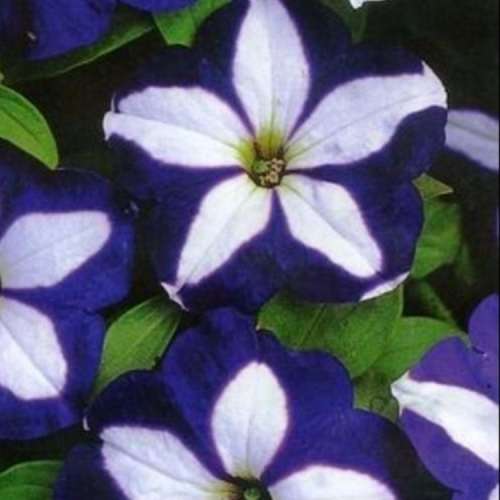 Петуния Лавина Синяя Звезда