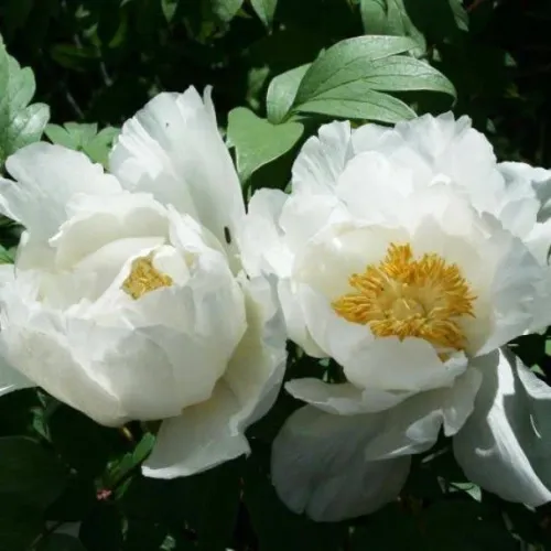 Пион Норма Вольц