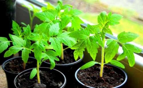 Рассеиватель для бутылки салатовый LISTOK