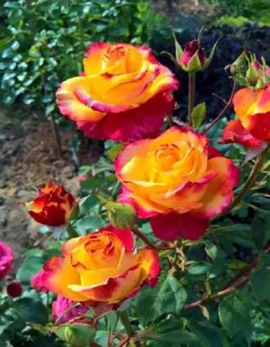 Роза Цветущая ограда 5шт кит.