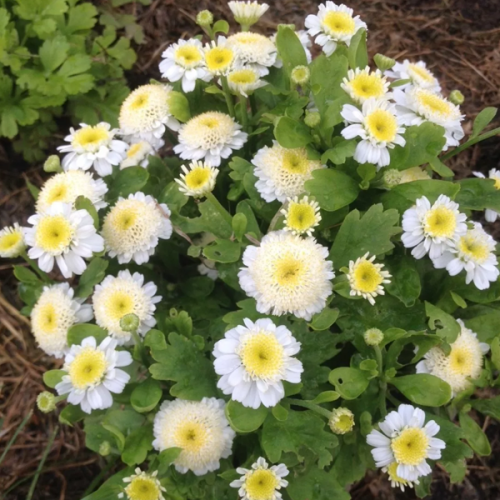 Ромашка аптечная Айболит 0,2г