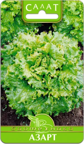 Салат Актина 10шт