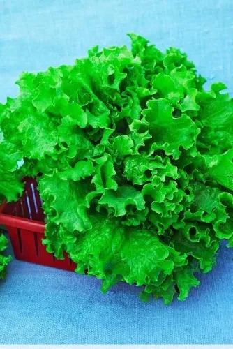 Салат Витаминный 1гр